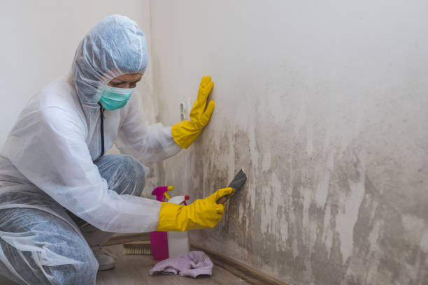 Professional Mold Removal in North Syracuse, NY