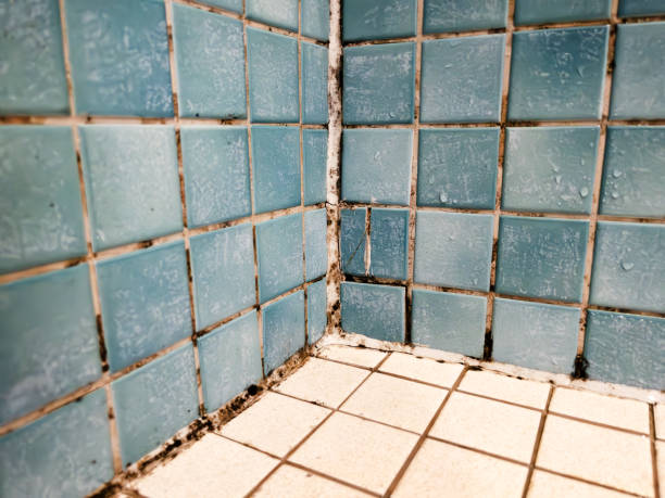 Best Water Damage & Mold Remediation  in North Syracuse, NY